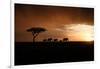 Africa, Kenya, Maasai Mara, elephants walking at sunset-Hollice Looney-Framed Photographic Print