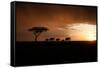 Africa, Kenya, Maasai Mara, elephants walking at sunset-Hollice Looney-Framed Stretched Canvas