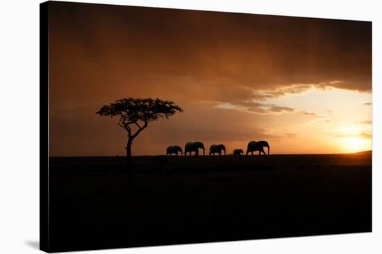 Africa, Kenya, Maasai Mara, elephants walking at sunset-Hollice Looney-Stretched Canvas