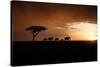 Africa, Kenya, Maasai Mara, elephants walking at sunset-Hollice Looney-Stretched Canvas