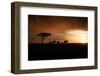 Africa, Kenya, Maasai Mara, elephants walking at sunset-Hollice Looney-Framed Premium Photographic Print