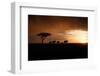 Africa, Kenya, Maasai Mara, elephants walking at sunset-Hollice Looney-Framed Premium Photographic Print