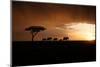 Africa, Kenya, Maasai Mara, elephants walking at sunset-Hollice Looney-Mounted Premium Photographic Print