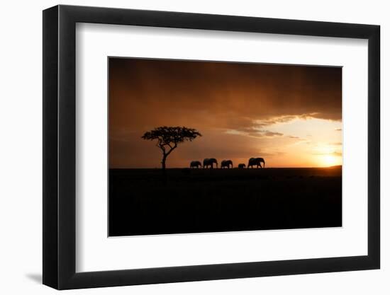 Africa, Kenya, Maasai Mara, elephants walking at sunset-Hollice Looney-Framed Photographic Print