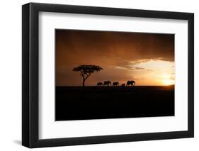 Africa, Kenya, Maasai Mara, elephants walking at sunset-Hollice Looney-Framed Photographic Print