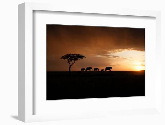 Africa, Kenya, Maasai Mara, elephants walking at sunset-Hollice Looney-Framed Photographic Print