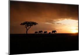 Africa, Kenya, Maasai Mara, elephants walking at sunset-Hollice Looney-Mounted Photographic Print