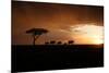 Africa, Kenya, Maasai Mara, elephants walking at sunset-Hollice Looney-Mounted Photographic Print