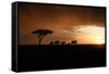 Africa, Kenya, Maasai Mara, elephants walking at sunset-Hollice Looney-Framed Stretched Canvas