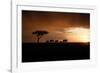 Africa, Kenya, Maasai Mara, elephants walking at sunset-Hollice Looney-Framed Photographic Print