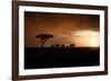 Africa, Kenya, Maasai Mara, elephants walking at sunset-Hollice Looney-Framed Photographic Print