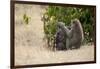 Africa, Kenya, Maasai Mara, Family of Baboon Monkeys-Hollice Looney-Framed Photographic Print