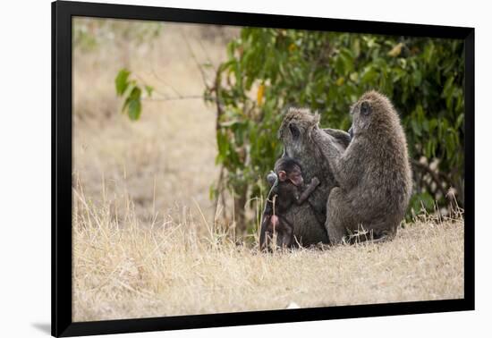 Africa, Kenya, Maasai Mara, Family of Baboon Monkeys-Hollice Looney-Framed Photographic Print