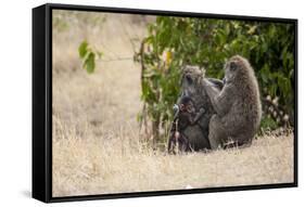 Africa, Kenya, Maasai Mara, Family of Baboon Monkeys-Hollice Looney-Framed Stretched Canvas