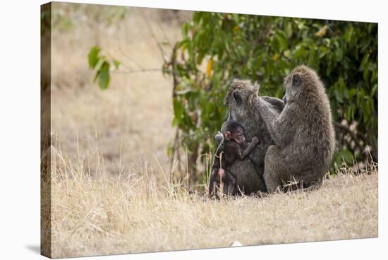 Africa, Kenya, Maasai Mara, Family of Baboon Monkeys-Hollice Looney-Stretched Canvas