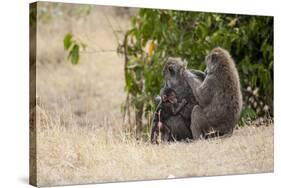 Africa, Kenya, Maasai Mara, Family of Baboon Monkeys-Hollice Looney-Stretched Canvas