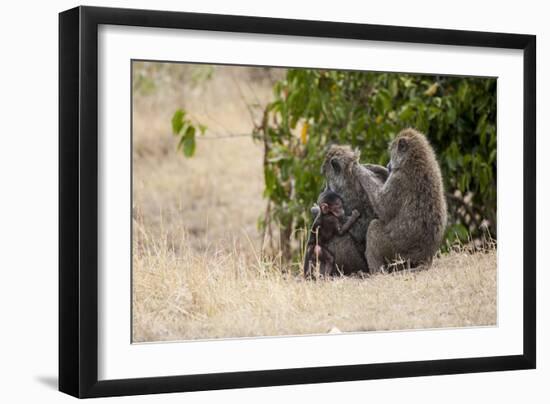 Africa, Kenya, Maasai Mara, Family of Baboon Monkeys-Hollice Looney-Framed Photographic Print