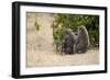 Africa, Kenya, Maasai Mara, Family of Baboon Monkeys-Hollice Looney-Framed Photographic Print