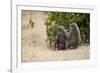 Africa, Kenya, Maasai Mara, Family of Baboon Monkeys-Hollice Looney-Framed Photographic Print