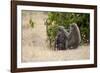 Africa, Kenya, Maasai Mara, Family of Baboon Monkeys-Hollice Looney-Framed Photographic Print