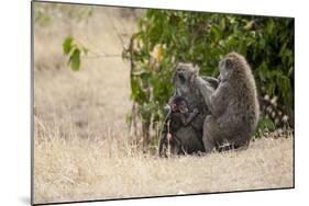 Africa, Kenya, Maasai Mara, Family of Baboon Monkeys-Hollice Looney-Mounted Photographic Print