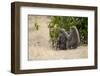 Africa, Kenya, Maasai Mara, Family of Baboon Monkeys-Hollice Looney-Framed Photographic Print