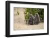 Africa, Kenya, Maasai Mara, Family of Baboon Monkeys-Hollice Looney-Framed Photographic Print