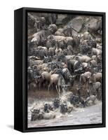 Africa, Kenya, Maasai Mara, wildebeest crossing the Mara River during the migration-Hollice Looney-Framed Stretched Canvas