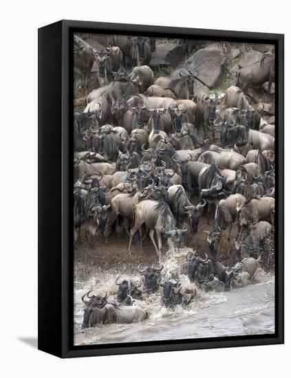 Africa, Kenya, Maasai Mara, wildebeest crossing the Mara River during the migration-Hollice Looney-Framed Stretched Canvas