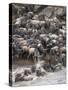 Africa, Kenya, Maasai Mara, wildebeest crossing the Mara River during the migration-Hollice Looney-Stretched Canvas