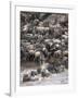 Africa, Kenya, Maasai Mara, wildebeest crossing the Mara River during the migration-Hollice Looney-Framed Photographic Print