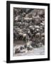 Africa, Kenya, Maasai Mara, wildebeest crossing the Mara River during the migration-Hollice Looney-Framed Photographic Print