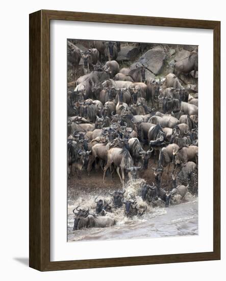 Africa, Kenya, Maasai Mara, wildebeest crossing the Mara River during the migration-Hollice Looney-Framed Photographic Print