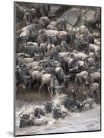 Africa, Kenya, Maasai Mara, wildebeest crossing the Mara River during the migration-Hollice Looney-Mounted Photographic Print