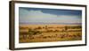 Africa, Kenya, Maasai Mara, wildebeest grazing on the Mara-Hollice Looney-Framed Photographic Print