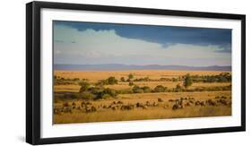 Africa, Kenya, Maasai Mara, wildebeest grazing on the Mara-Hollice Looney-Framed Photographic Print