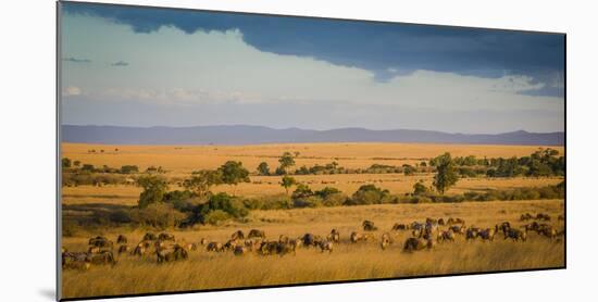 Africa, Kenya, Maasai Mara, wildebeest grazing on the Mara-Hollice Looney-Mounted Photographic Print