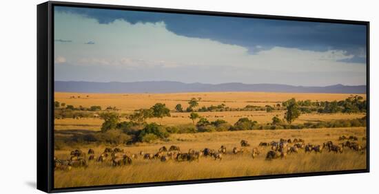 Africa, Kenya, Maasai Mara, wildebeest grazing on the Mara-Hollice Looney-Framed Stretched Canvas