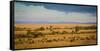 Africa, Kenya, Maasai Mara, wildebeest grazing on the Mara-Hollice Looney-Framed Stretched Canvas