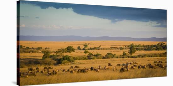 Africa, Kenya, Maasai Mara, wildebeest grazing on the Mara-Hollice Looney-Stretched Canvas