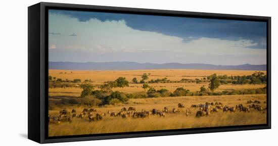 Africa, Kenya, Maasai Mara, wildebeest grazing on the Mara-Hollice Looney-Framed Stretched Canvas