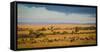 Africa, Kenya, Maasai Mara, wildebeest grazing on the Mara-Hollice Looney-Framed Stretched Canvas