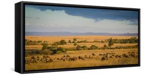 Africa, Kenya, Maasai Mara, wildebeest grazing on the Mara-Hollice Looney-Framed Stretched Canvas