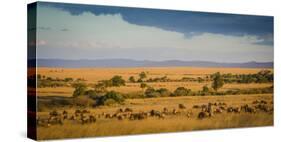 Africa, Kenya, Maasai Mara, wildebeest grazing on the Mara-Hollice Looney-Stretched Canvas