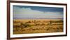 Africa, Kenya, Maasai Mara, wildebeest grazing on the Mara-Hollice Looney-Framed Photographic Print