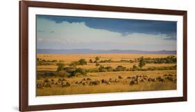 Africa, Kenya, Maasai Mara, wildebeest grazing on the Mara-Hollice Looney-Framed Photographic Print