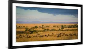 Africa, Kenya, Maasai Mara, wildebeest grazing on the Mara-Hollice Looney-Framed Photographic Print