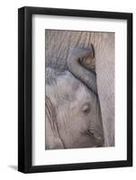 Africa, Kenya, Masai Mara Game Reserve. Baby Elephant Nursing its Mother-Jaynes Gallery-Framed Photographic Print