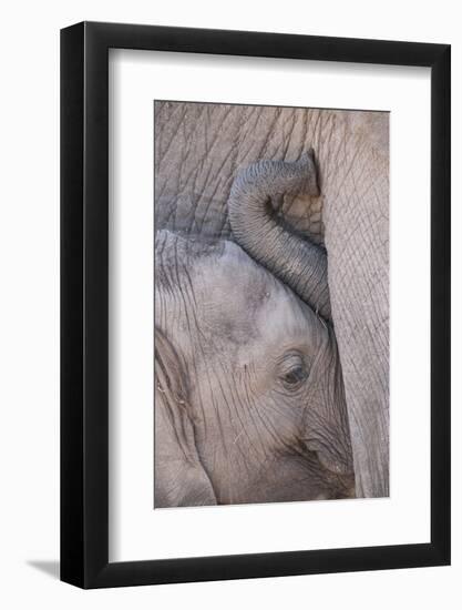 Africa, Kenya, Masai Mara Game Reserve. Baby Elephant Nursing its Mother-Jaynes Gallery-Framed Photographic Print