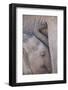 Africa, Kenya, Masai Mara Game Reserve. Baby Elephant Nursing its Mother-Jaynes Gallery-Framed Photographic Print